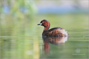 <p>POTÁPKA MALÁ (Tachybaptus ruficollis) /Little grebe – Zwergtaucher/</p>